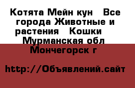 Котята Мейн кун - Все города Животные и растения » Кошки   . Мурманская обл.,Мончегорск г.